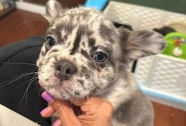 Fluffy Frenchie bulldog Puppies For Sale